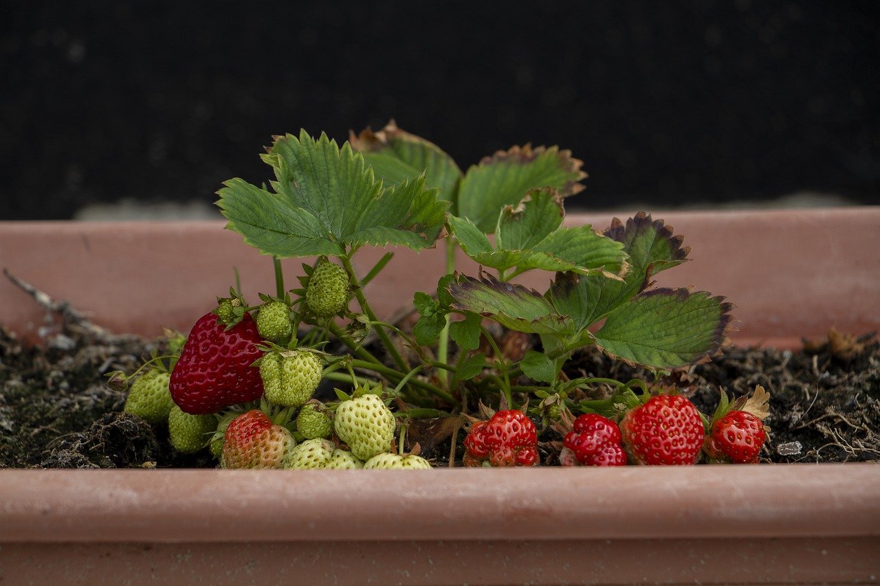 How to Grow Juicy, Tasty Strawberries